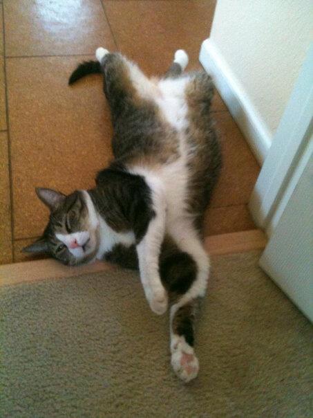 cat sit