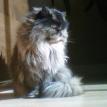 Mavis