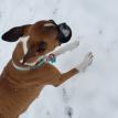 Kidney failure. Hospice care for pets. Vivi