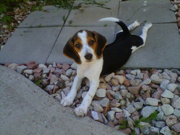 Puppy
