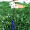 Izzie