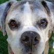 Chester senior boxer