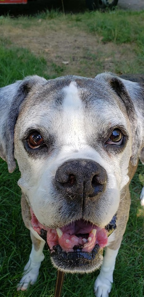 Chester senior boxer