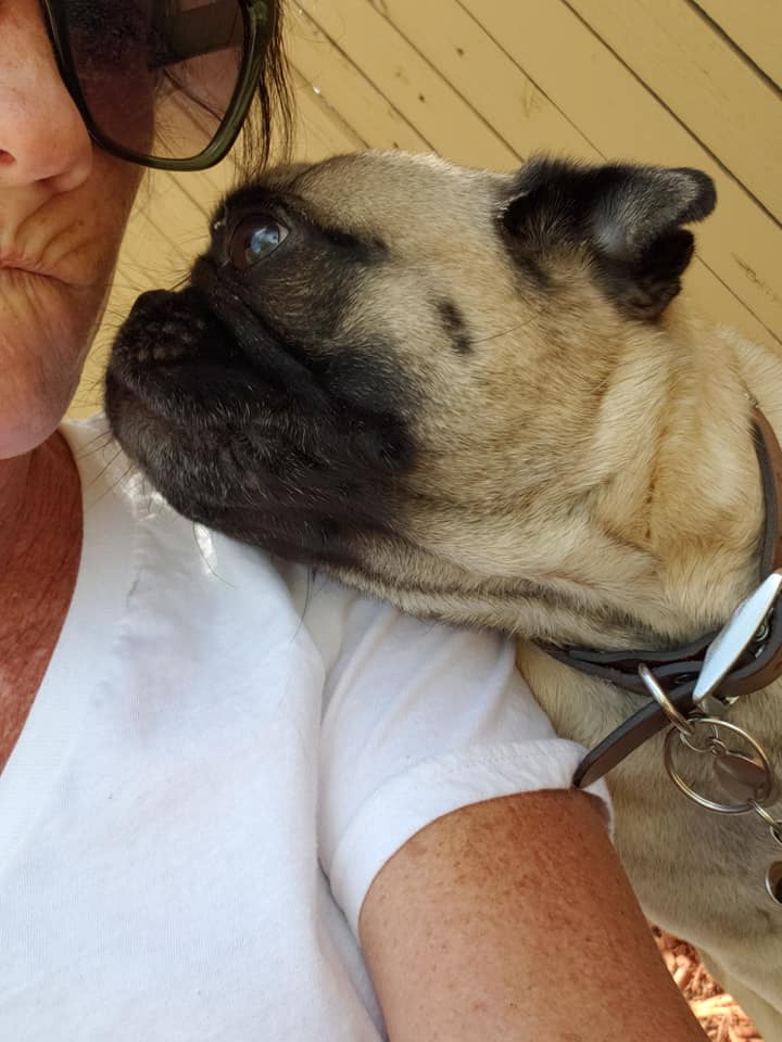 JJ Highlands Ranch pet sitter pet sitting pug dog