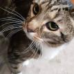 Max. cat sitter in Highlands Ranch