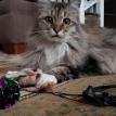 Mittens. Senior cat