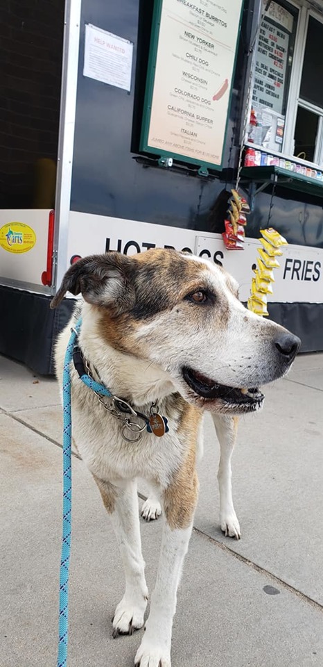 scooter senior dog